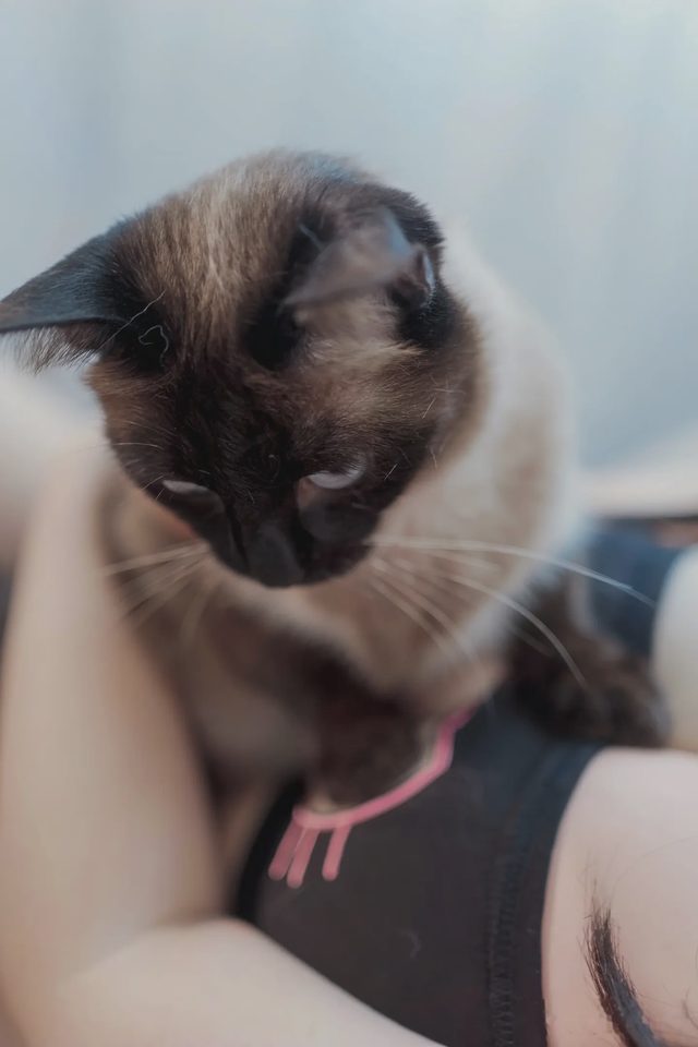 阿半今天很开心 碧蓝航线 大凤 猫猫第 9 张图片