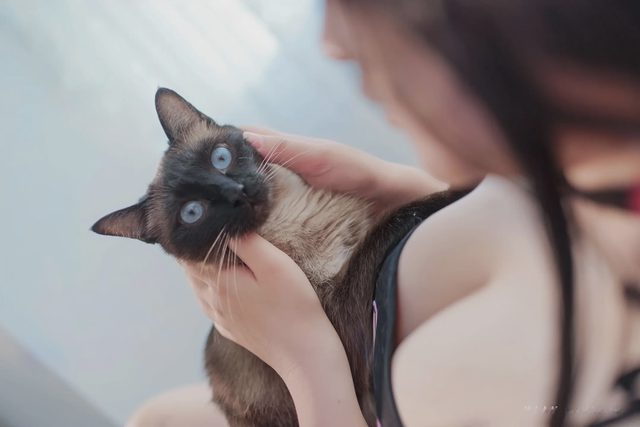 阿半今天很开心 碧蓝航线 大凤 猫猫第 8 张图片